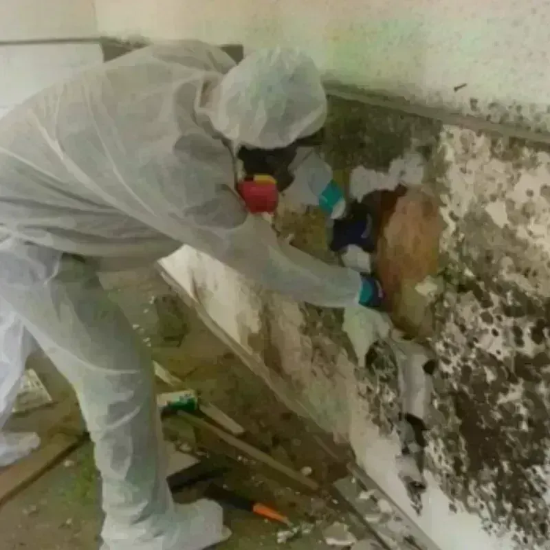 Mold Remediation and Removal in Collin County, TX